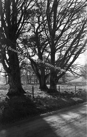 EMO AVENUE TREES